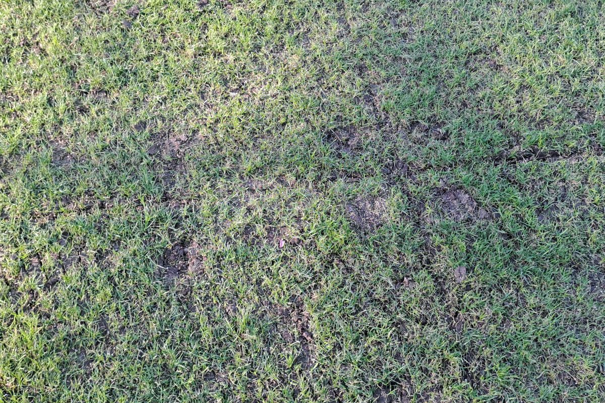 Verdict în procesul în care conducerea stadionului „Arcul de Triumf” a fost acuzată că a atribuit ilegal licitația pentru mentenanța gazonului