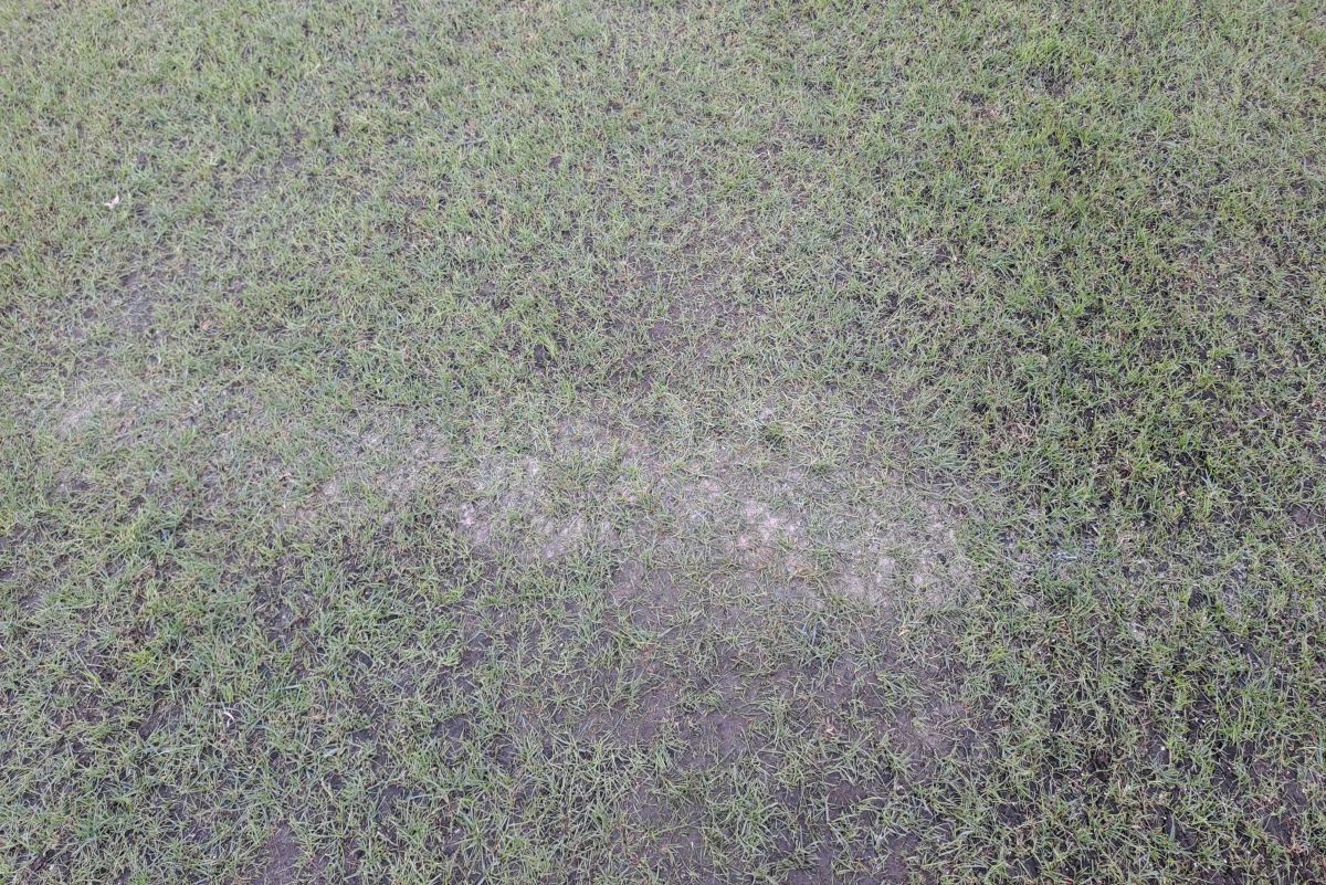 Acuzații grave: „Licitația de la Arcul de Triumf a fost ILEGALĂ, statul să intervină!” » Explicații pentru starea gazonului și ieșire val-vârtej din emisiune: „Eu sunt la alt nivel!”