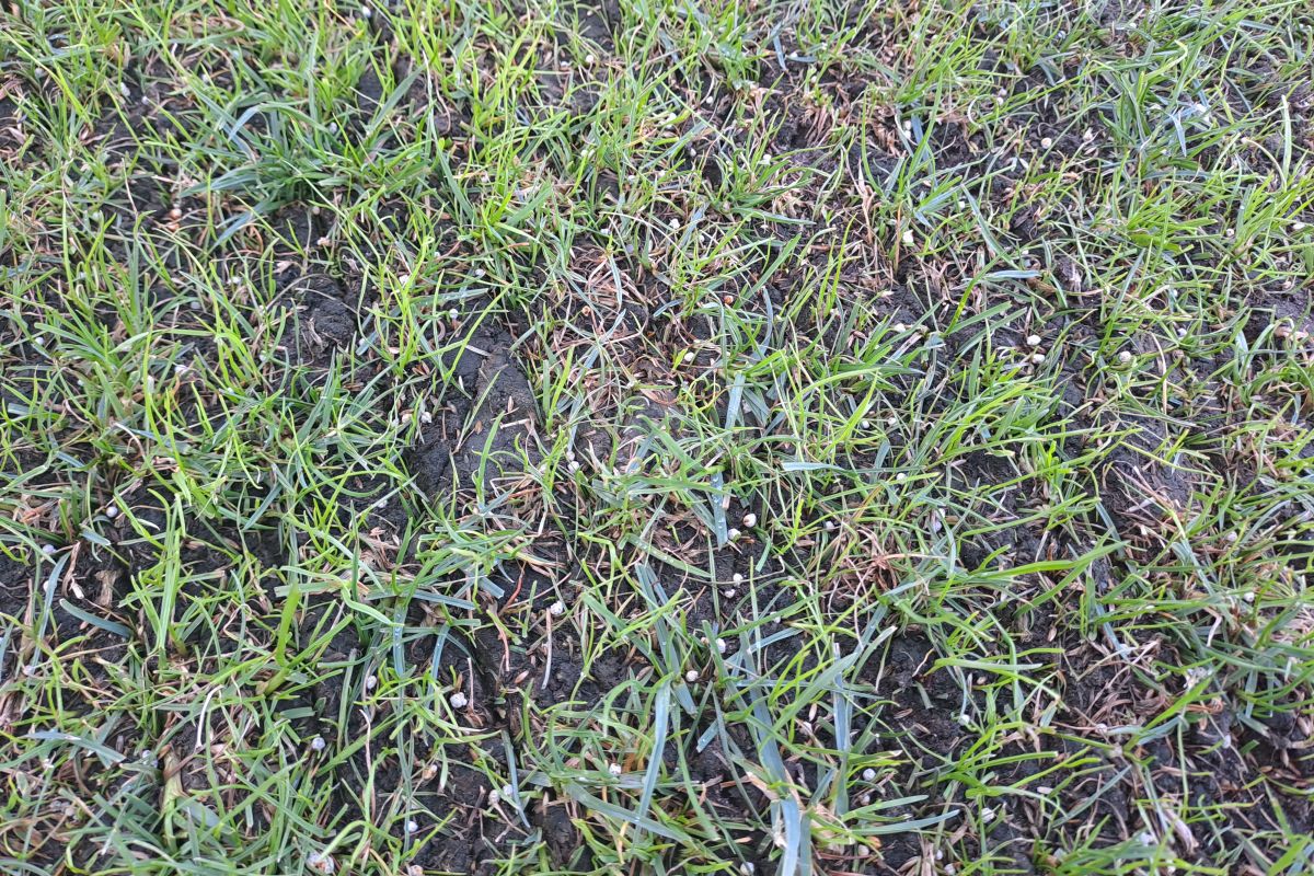 Acuzații grave: „Licitația de la Arcul de Triumf a fost ILEGALĂ, statul să intervină!” » Explicații pentru starea gazonului și ieșire val-vârtej din emisiune: „Eu sunt la alt nivel!”