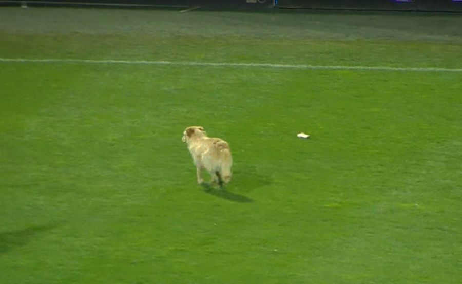 FOTO I-a răzbunat pe „câini”! Un patruped a pătruns pe gazon, în pauza meciului Astra - Dinamo