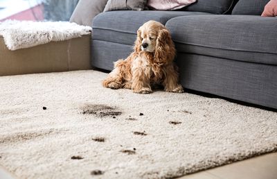 Cum alegi o spălătorie de covoare? 3 criterii de selecție