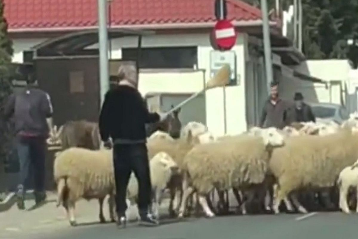 Gigi Becali nu s-a dezis de pasiunea pentru ovine: „Nu mai am forță să prind oaia, dar o dată la două-trei zile, eu le mulg”