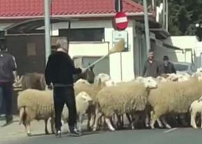 Gigi Becali nu s-a dezis de pasiunea pentru ovine: „Nu mai am forță să prind oaia, dar o dată la două-trei zile, eu le mulg”