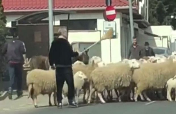 Gigi Becali nu s-a dezis de pasiunea pentru ovine: „Nu mai am forță să prind oaia, dar o dată la două-trei zile, eu le mulg”