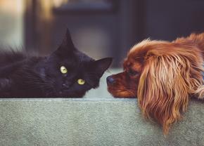 Ești în căutarea unor suplimente veterinare? Iată ce i s-ar potrivi cel mai bine animalului tău de companie