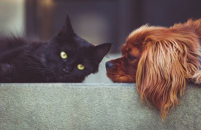 Ești în căutarea unor suplimente veterinare? Iată ce i s-ar potrivi cel mai bine animalului tău de companie