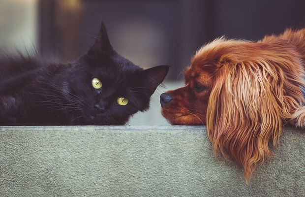 Ești în căutarea unor suplimente veterinare? Iată ce i s-ar potrivi cel mai bine animalului tău de companie