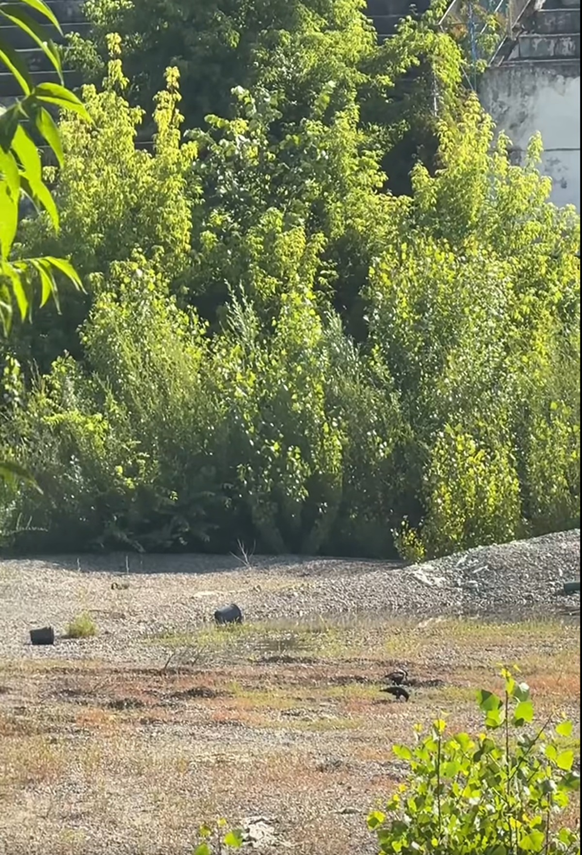 Stadionul din Bacău pe 19 iunie 2025