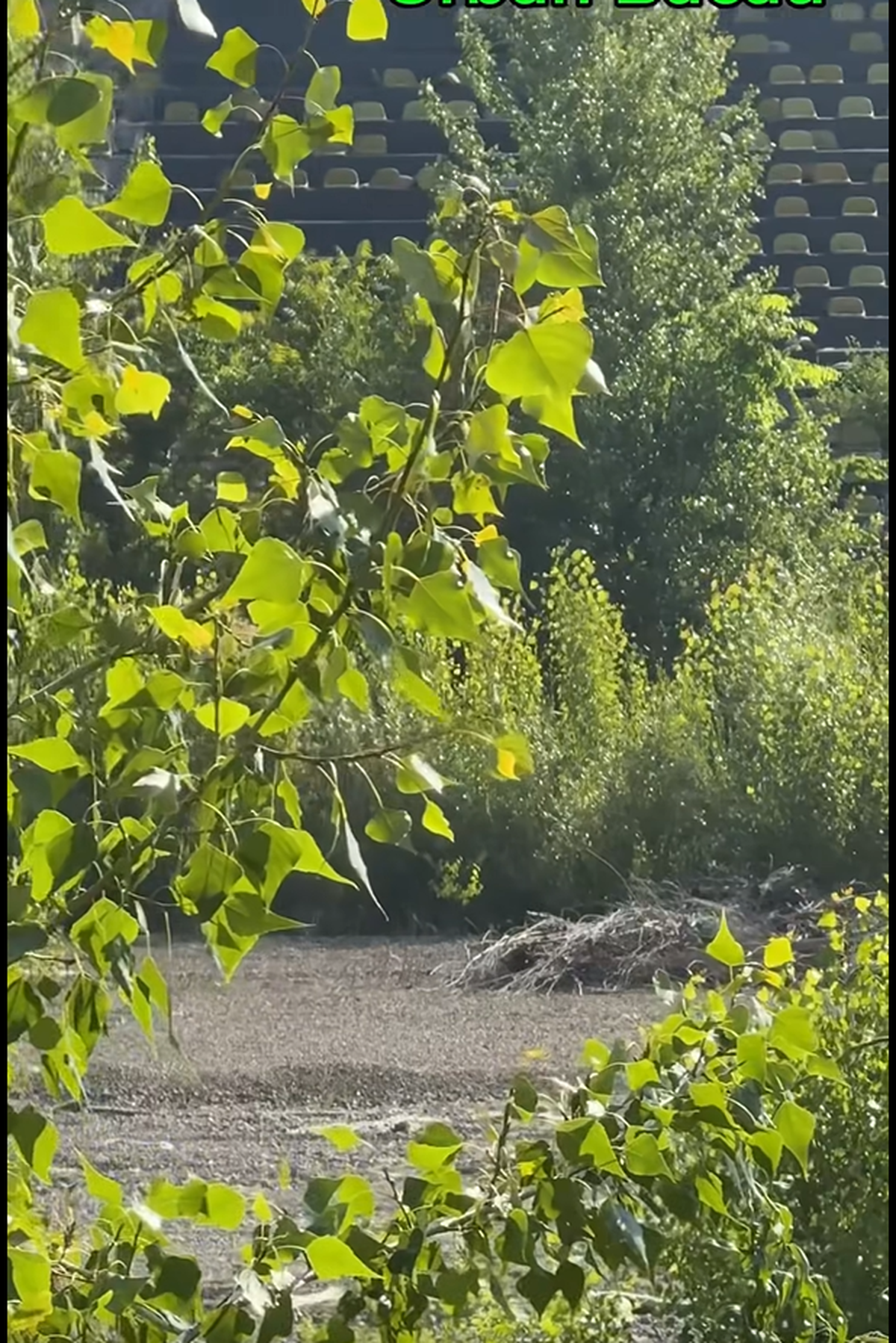 Echipa locală a promovat în Liga 2, dar stadionul arată ca în Jurassic Park