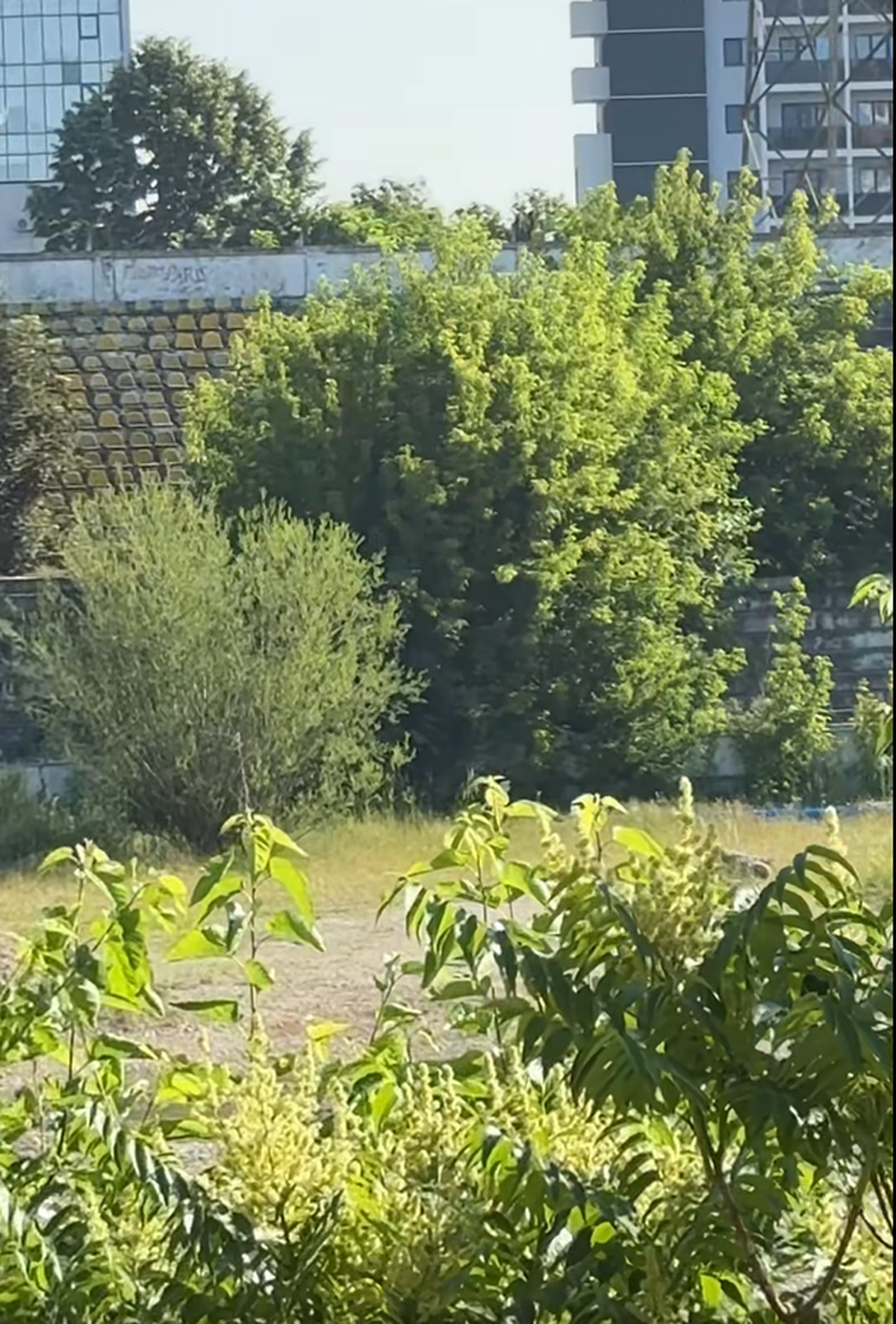 Stadionul din Bacău pe 19 iunie 2025