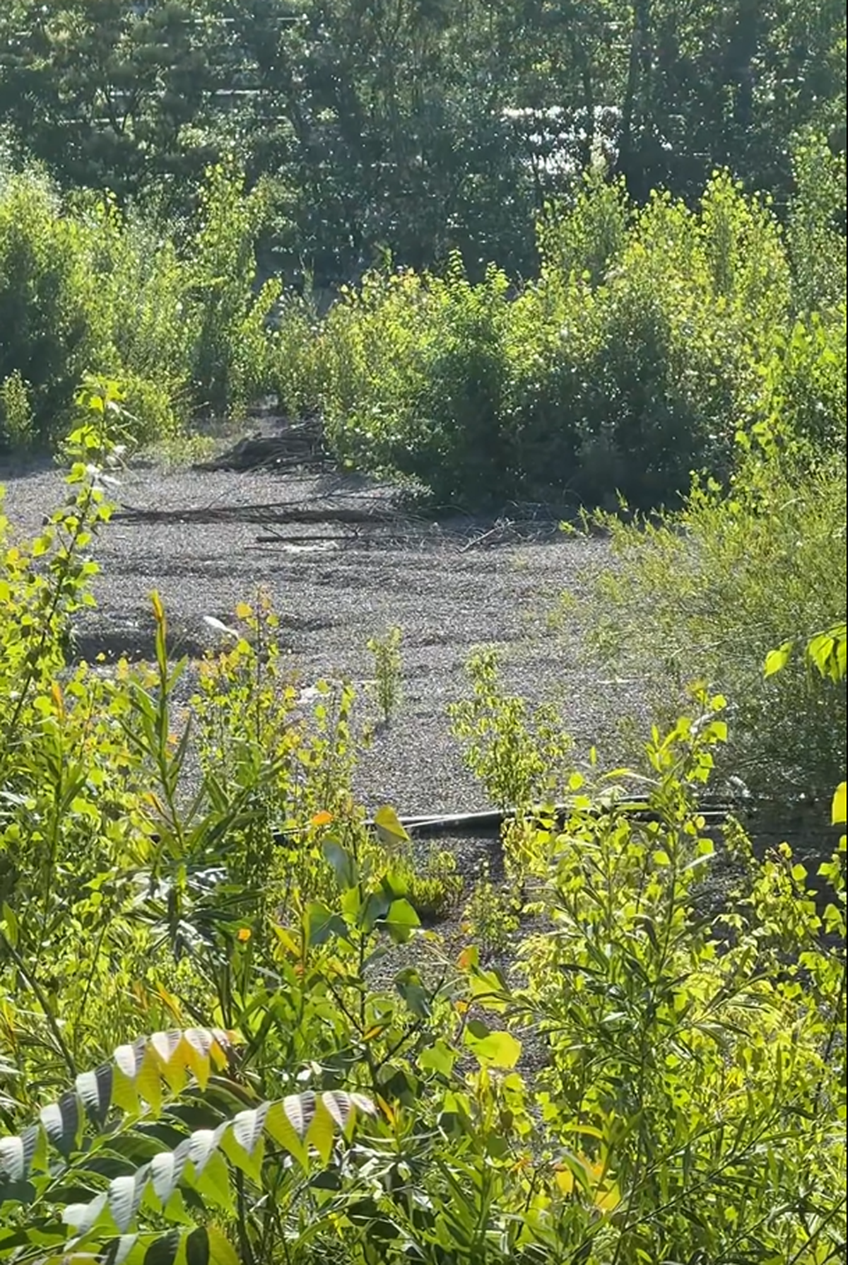 Stadionul din Bacău pe 19 iunie 2025