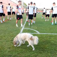 FCSB, antrenament înainte de meciul cu Shkendija // foto: Andrei Furnigă