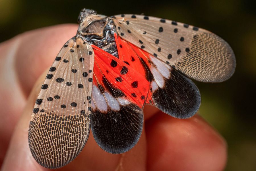 Alertă la US Open: organizatorii îi avertizează pe fani cu privire la „insectele obsedate de sex”
