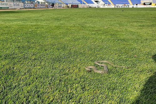 Un șarpe era pe gazon înainte de meciul Botoșani - Clinceni