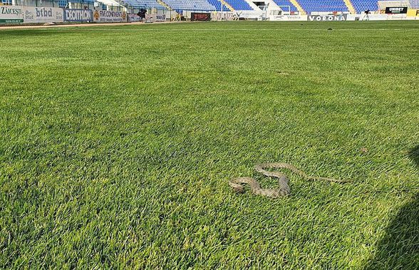 VIDEO + FOTO  Imagini șocante în Liga 1! Ce au văzut jucătorii pe gazon inainte de meci