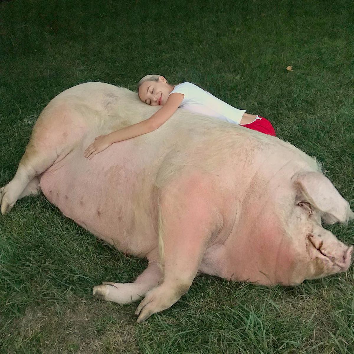 Iubita campionului de la US Open are un porc de jumătate de tonă. Pozele sunt fabuloase