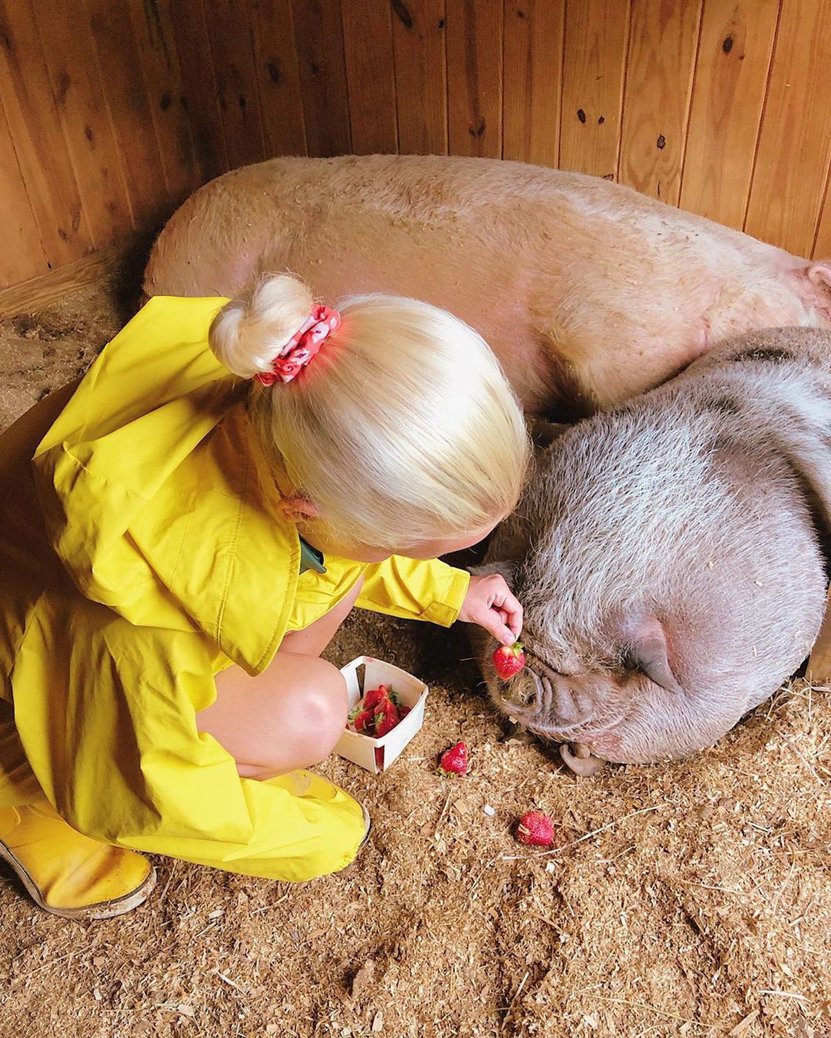 Iubita campionului de la US Open are un porc de jumătate de tonă. Pozele sunt fabuloase