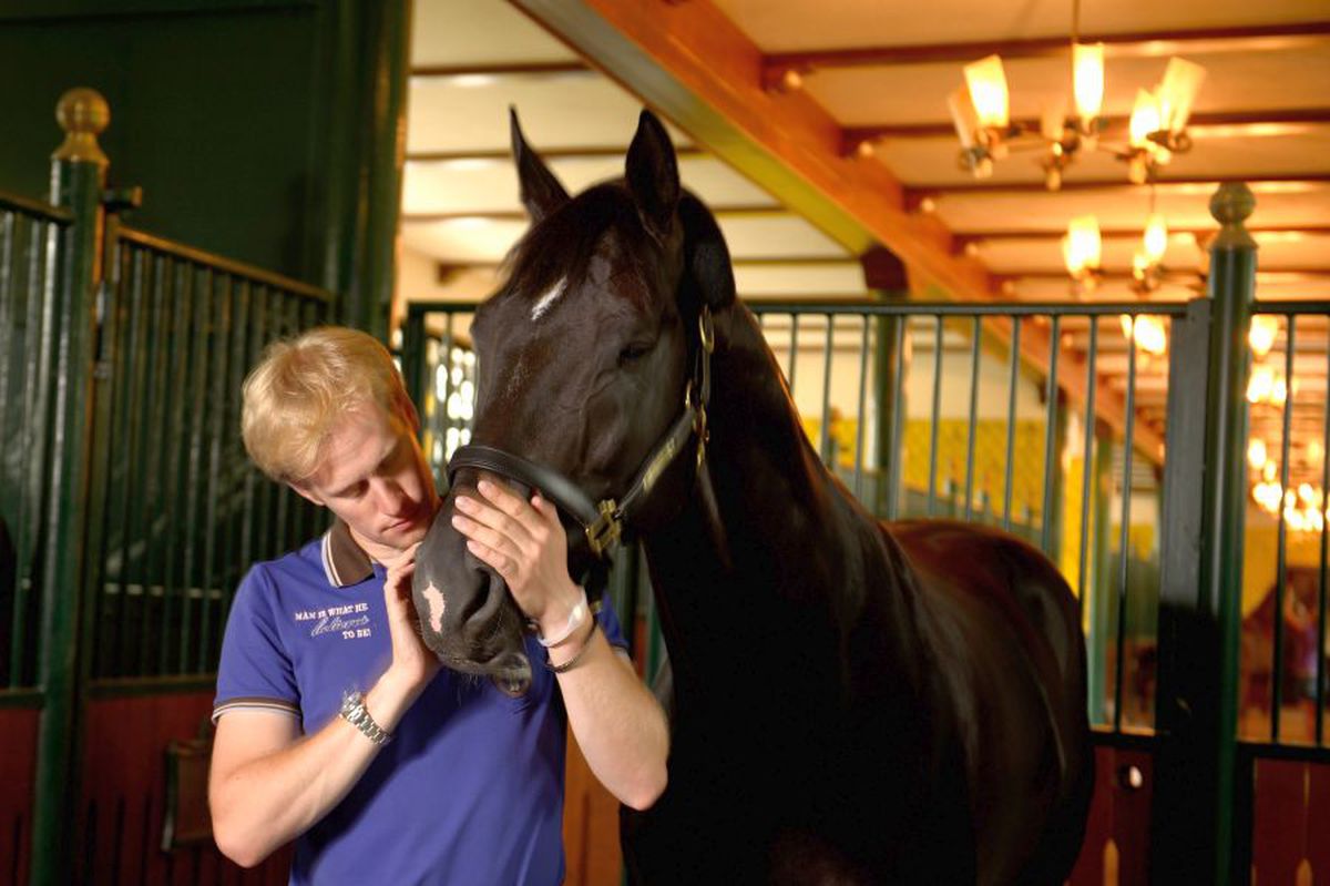 FOTO „Toto”, cel mai faimos cal de dresaj din lume! A costat o sumă fabuloasă și are peste 1000 de mânji