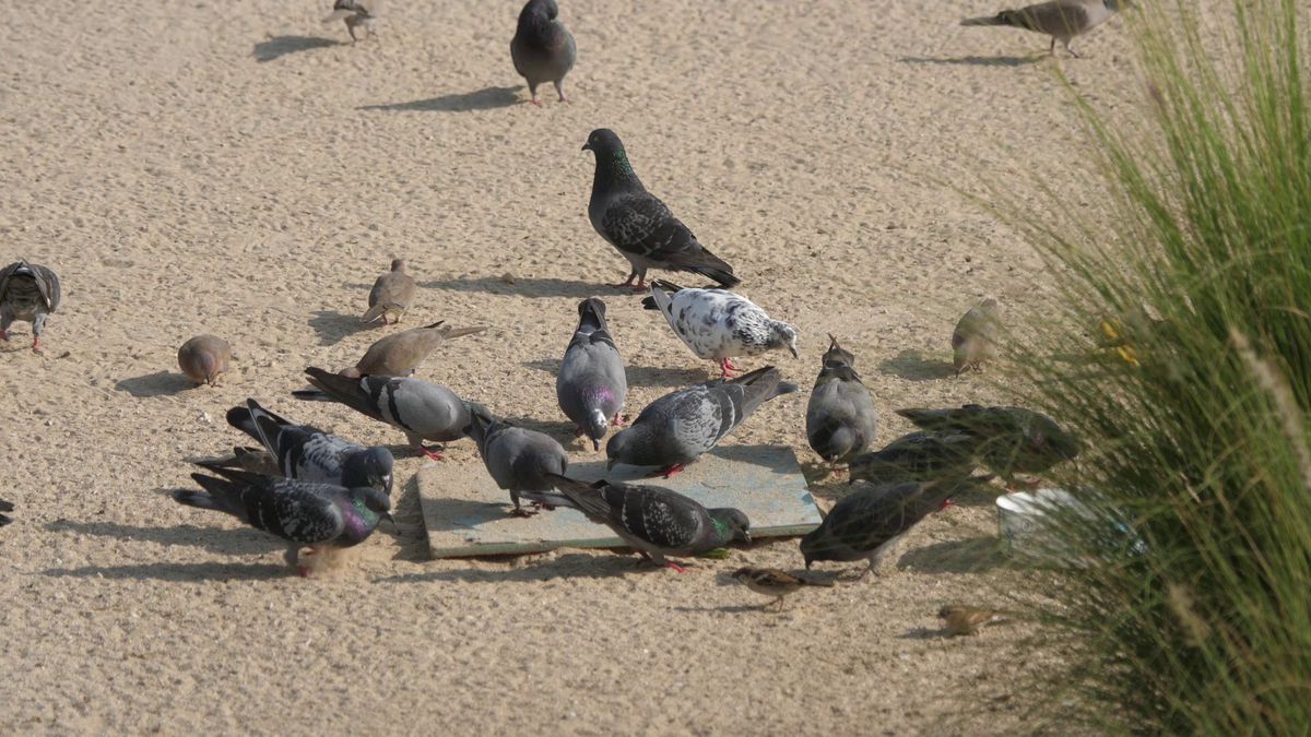 Între meciuri se face plajă în Doha » Detalii inedite surprinse de echipa GSP în Qatar. Cum se reîncarcă fanii: plimbări cu barca, târguri cu mâncare și activități de relaxare