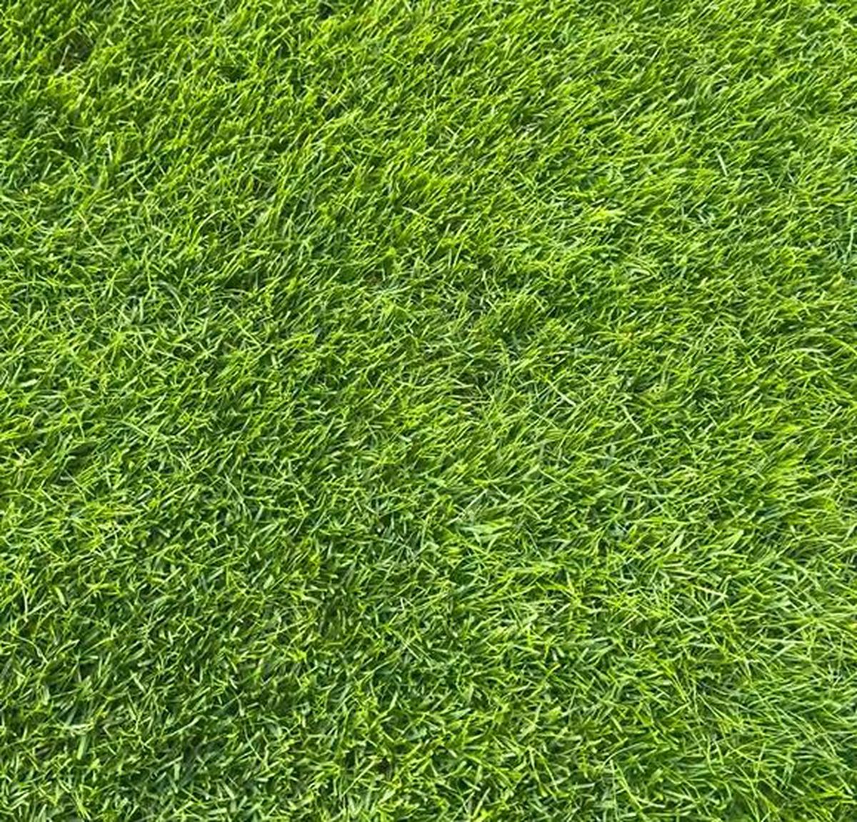 Cum arată gazonul de la Arena Națională