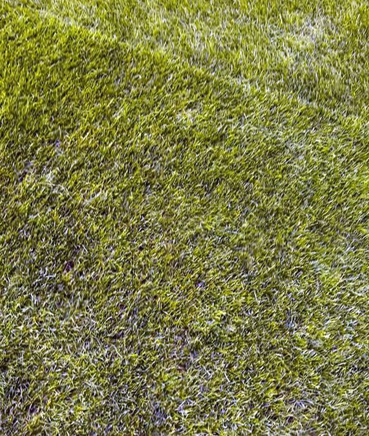 Cum arată gazonul de la Arena Națională » MM Stoica a postat imagini înainte de FCSB - UTA