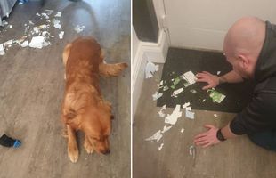 Câinele i-a distrus biletele de finală! Ca să se răzbune, fanul l-a scos la vânzare pentru 5 lire sterline