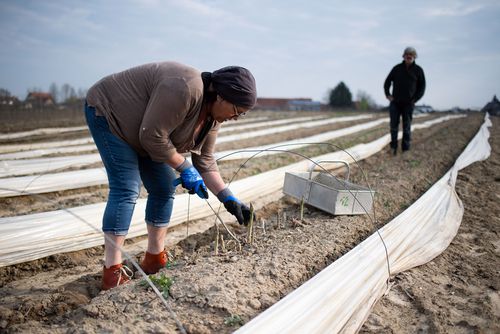 Cules de sparanghel. Foto: Getty Images