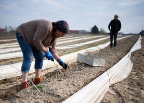 Un fermier german este disperat din cauză că nu mai are români care să-i culeagă sparanghelul: „Fără ei, murim de foame! Nemții nu-și mișcă fundul pentru 3.000 de euro pe lună”