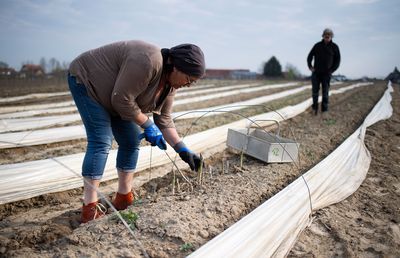 Un fermier german este disperat din cauză că nu mai are români care să-i culeagă sparanghelul: „Fără ei, murim de foame! Nemții nu-și mișcă fundul pentru 3.000 de euro pe lună”