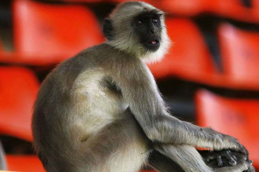 Maimuțele își fac de cap în India. foto: Guliver/Getty Images