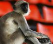 Maimuțele își fac de cap în India. foto: Guliver/Getty Images