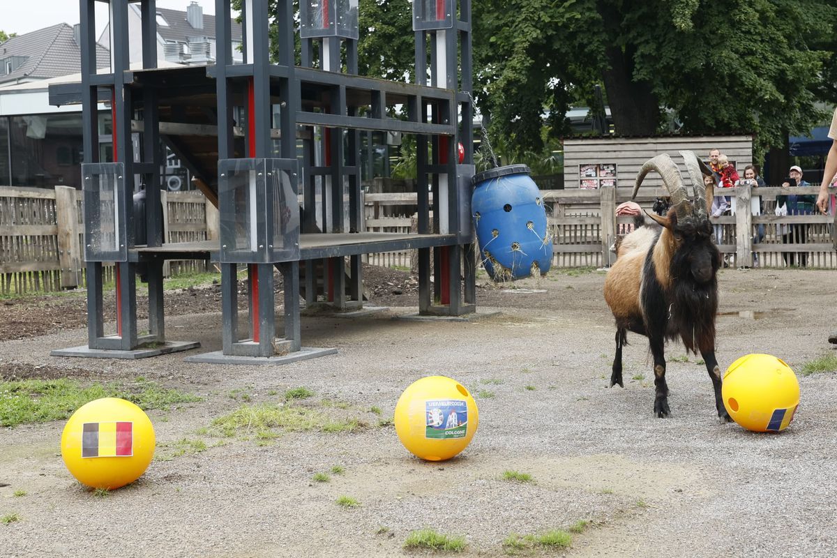 Oracolul din Koln, țapul Hennes, a pronosticat rezultatul la Belgia - România » Suspiciuni de „blat” :)