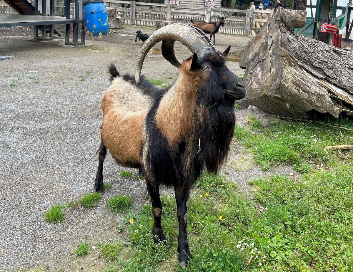 Oracolul din Koln, țapul Hennes, a pronosticat rezultatul la Belgia - România » Suspiciuni de „blat” :)