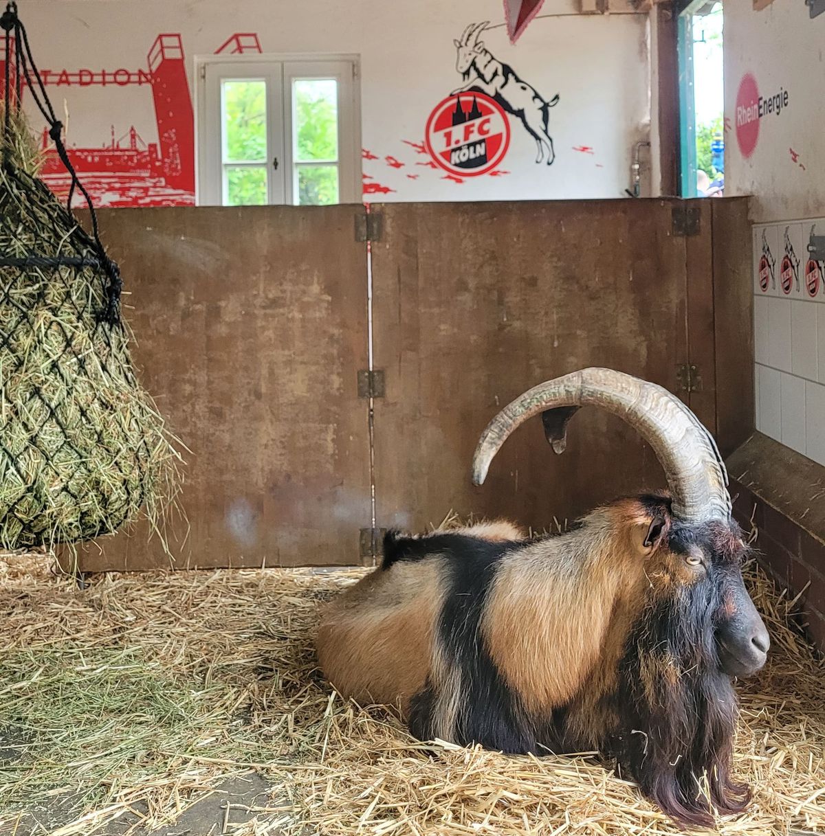 Oracolul din Koln, țapul Hennes, a pronosticat rezultatul la Belgia - România » Suspiciuni de „blat” :)