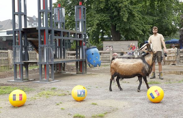 Oracolul din Koln, țapul Hennes, a pronosticat rezultatul la Belgia - România » Suspiciuni de „blat” :)