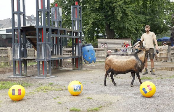 Oracolul din Koln, țapul Hennes, a pronosticat rezultatul la Belgia - România » Suspiciuni de „blat” :)