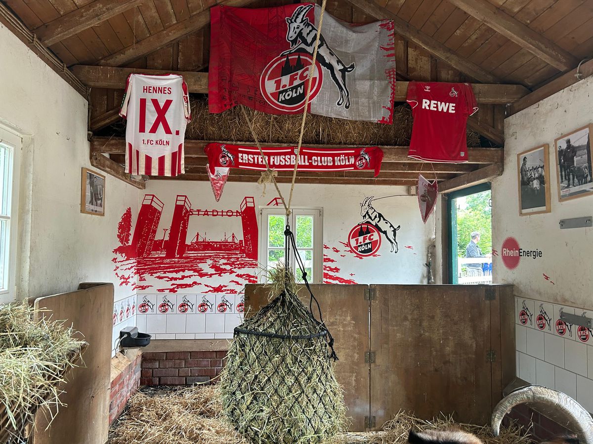 Oracolul din Koln, țapul Hennes, a pronosticat rezultatul la Belgia - România » Suspiciuni de „blat” :)