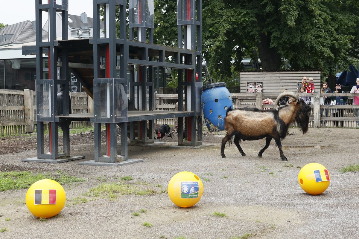 Oracolul din Koln, țapul Hennes, a pronosticat rezultatul la Belgia - România » Suspiciuni de „blat” :)