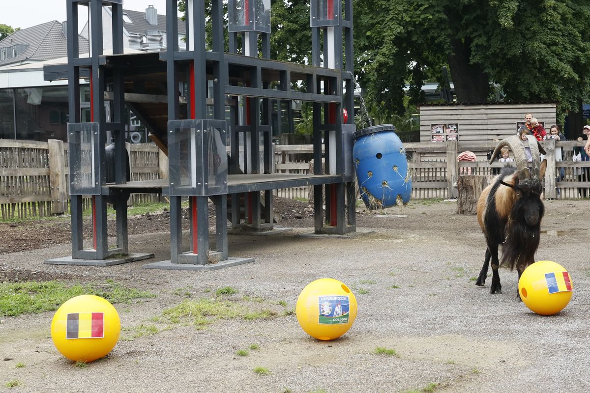 Oracolul din Koln, țapul Hennes, a pronosticat rezultatul la Belgia - România » Suspiciuni de „blat” :)
