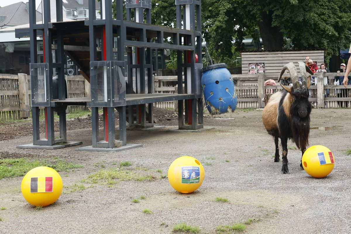 Oracolul din Koln, țapul Hennes, a pronosticat rezultatul la Belgia - România » Suspiciuni de „blat” :)