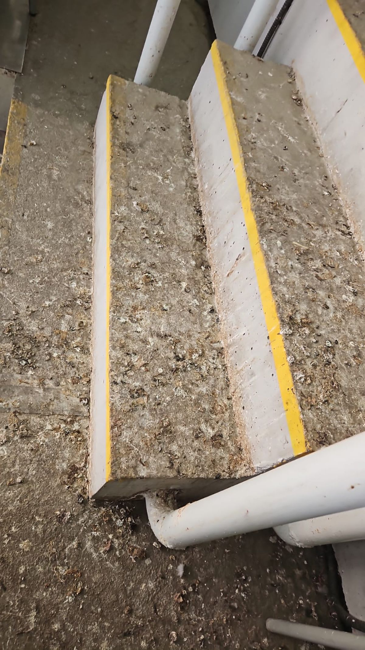 Masa presei pe stadionul „Todor Proeski" Skopje, la Shkendija - FCSB