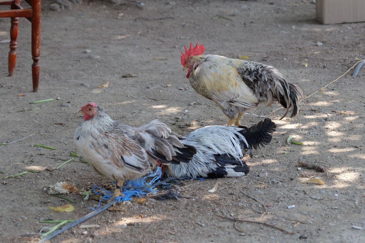 Imagini de pe străzile din Skopje înaintea meciului Shkendija - FCSB // foto: Andrei Furnigă (GSP)