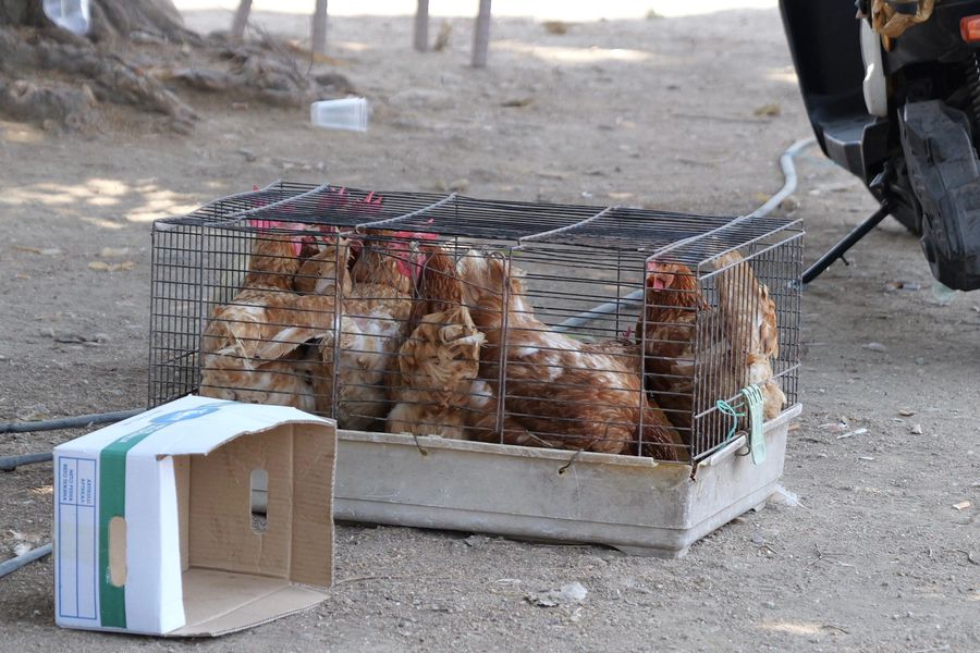 Halta Skopje » Campioana României, în capitala statuilor! Doar 2 fotbaliști au înfruntat azi canicula + prețurile în comparație cu București