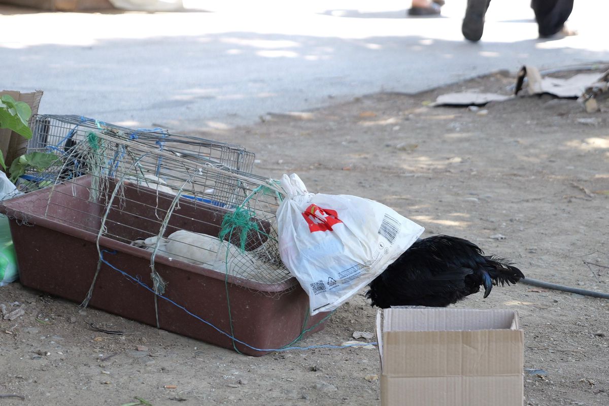Imagini de pe străzile din Skopje înaintea meciului Shkendija - FCSB // foto: Andrei Furnigă (GSP)