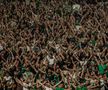 50.000 de oameni au urmărit în aer liber Panathinaikos - Partizan