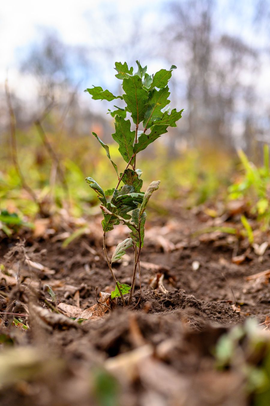 600 de puieți de gorun plantați de voluntarii P&G și Carrefour România în Munții Măcinului