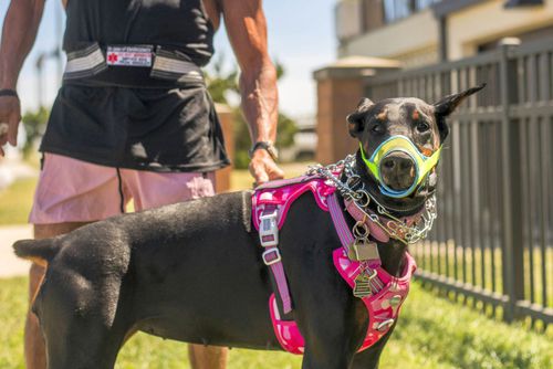 Dobermanul este printre cele mai apreciate rase pentru autoapărare. Foto: Imago Images