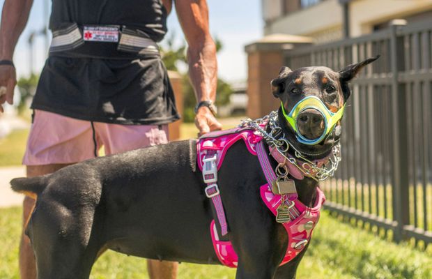 Starul din Premier League a plătit 35.000€ pentru un doberman antrenat, în fața amenințărilor cu moartea