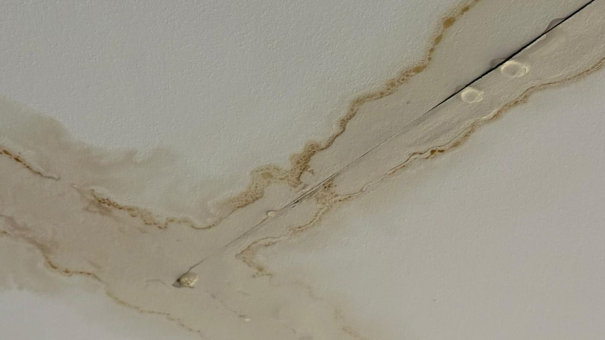 FCSB - Metaloglobus, imagini înainte de meci