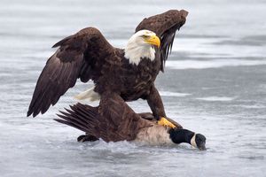 Donald Trump a luat cuvântul, după aurul istoric de la hochei + postarea controversată a Casei Albe